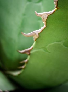 Agave succulent plant freshness texture on leaves surface with thorn of Agave titanota Gentry