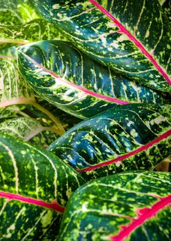 Close-up to detail vivid pink and green color on leaf surface of Aglaonema beautiful tropical ornamental houseplant