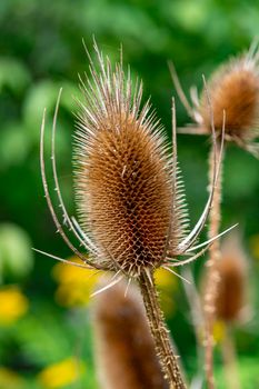 The brown, beautiful spike stands out brightly against the green bokeh background