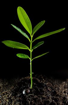 Freshness green leaves of Alexandrian laurel young plant sapling in black soil