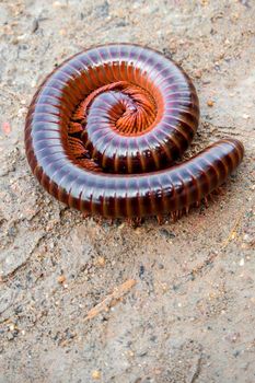 Siamese Pointy Tail Millipede curled up in a circle