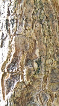 Close up to surface Texture of tree