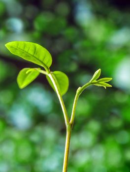 Freshness new life, leaves of young plant seeding in nature