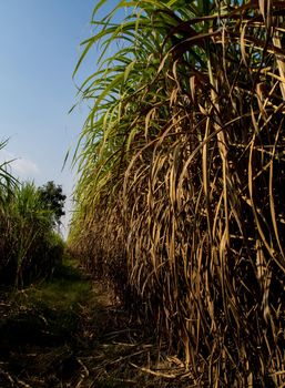 The dry cane leaves and overgrown cane flooded the head during the dirt road of the sugarcane farm