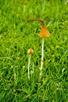 Yellow dragonfly perched on yellow mushroom at the lawn