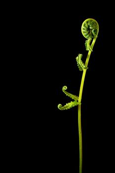 Freshness Green leaf of Fern on black background