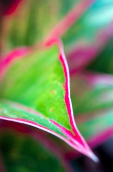 Close-up to detail vivid red and green color on leaf surface of Aglaonema 'Siam Aurola' beautiful tropical ornamental houseplant