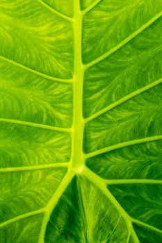 Freshness Leaf of Great Caladium Giant Taro