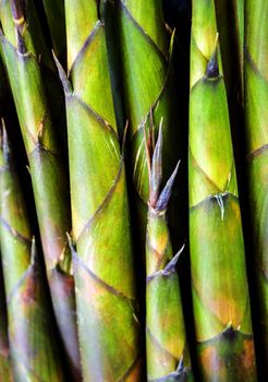 Texture of freshness bamboo shoot, vegetable background