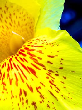 Fresh flower red spots on bright yellow petals, Vivid color and fragile petal of Canna indica, Tropical plant