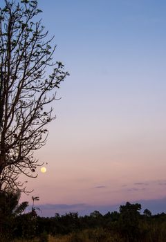 Silhouette tree and the full moon in the evening sky