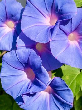 Group of ivy flowers, purple flowers