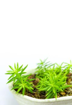 Succulent plant corsican stonecrop, sedum, freshness leaves of sedum reflexum Angelina grow in the ceramic pot