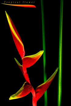 Hanging lobster claws flower in black background