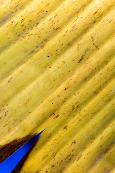 Surface texture of banana yellow leaf, Old leaf of banana tree