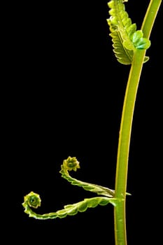 Freshness Green leaf of Fern on black background