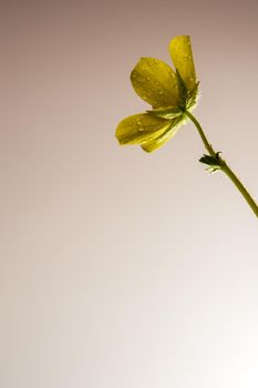 Yellow flower of small caltrops weed, isolated flower on grey background