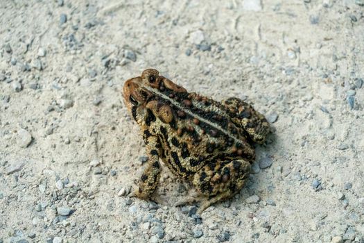 A frog with a beautiful pattern on its back jumps over a dirt road in Canada, Ontario