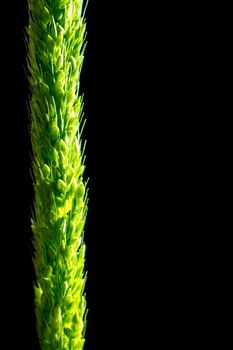 Detail of freshness the new bouquet Bamyard grass on black backgroud
