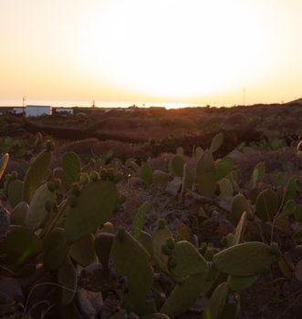 View of a prickly pears plantation, Linosa. Sicily