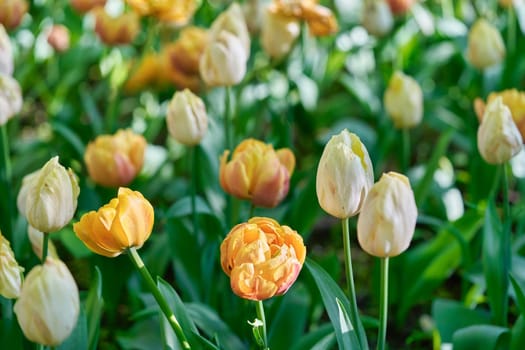 Bright flowers of tulips on a tulip field on a sunny morning, spring flowers tulips