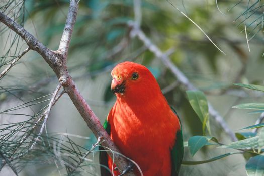 Australian King Parrot in a tree. High quality photo