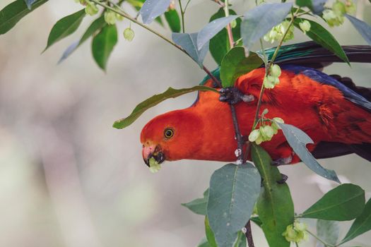 Australian King Parrot in a tree. High quality photo