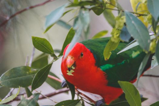 Australian King Parrot in a tree. High quality photo