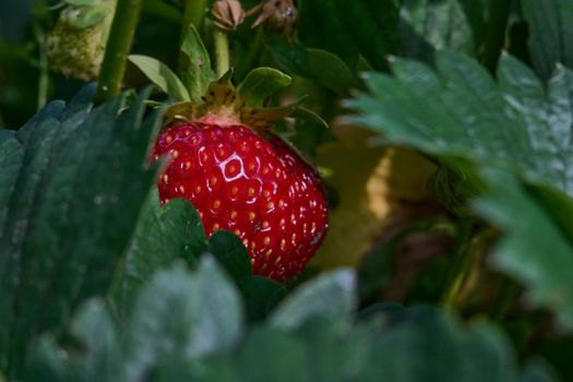 huge strawberry berries photographed on the beds in close-up