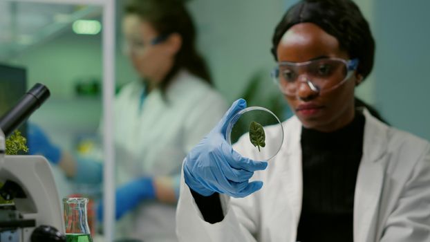 Close up of african scientist looking at petri dish with green leaf examining plant expertise. In background her collegue analyzing dna sample working in biochemistry laboratory