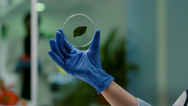 Closeup of biologist scientist holding in hands petri dish with green leaf analyzing genetic mutation on plant. Botanist researcher working in ecology laboratory researching biological expertise