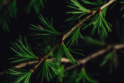 Background of spring larch branches with fresh leaves and cones