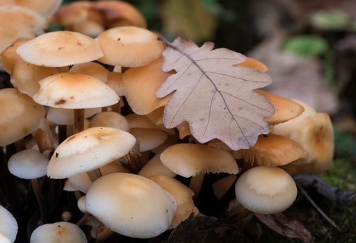 Group of yellow mushrooms growing on a tree trunk in the autumn forest.
