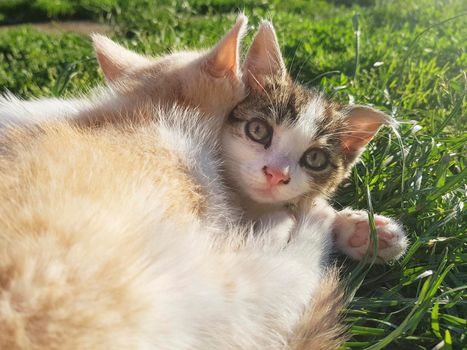 A closeup shot of two baby cats playing on the grass