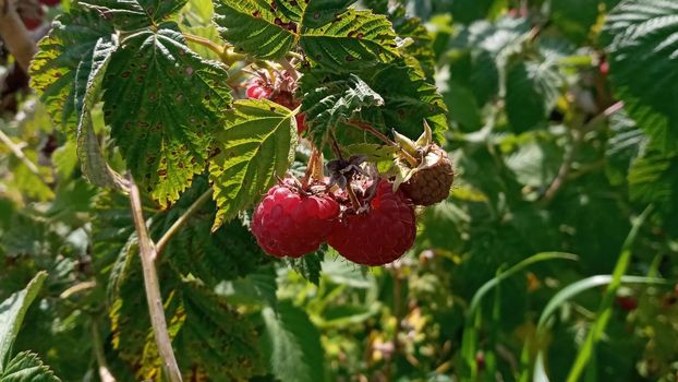 Organic raspberries on bush, copy space. Cultivation, food. Raspberry plantation. Growing berries closeup. Raspberry plant, raspberry bush. Ripe raspberry on branch in fruit garden