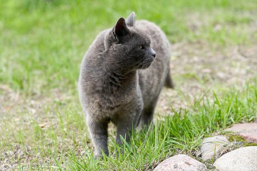 A gray cat walks on green grass on a summer day. Portrait of a fluffy gray cat for a walk