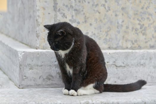 A black fluffy cat sits on a granite pedestal on a summer day. Portrait of a black cat on the background of granite pedestal