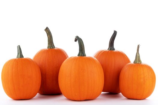 Five pumpkins in a row isolated on white background, thanksgiving, halloween concept