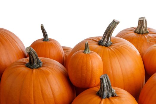 Many orange pumpkins frame isolated on white background, autumn harvest, Halloween or Thanksgiving concept