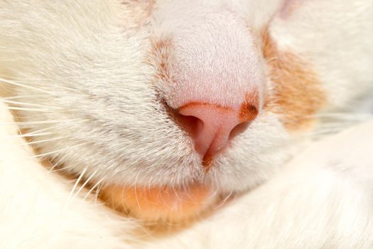 Pink nose of a white cat close up. Cute Pet Cat Macro. High quality photo