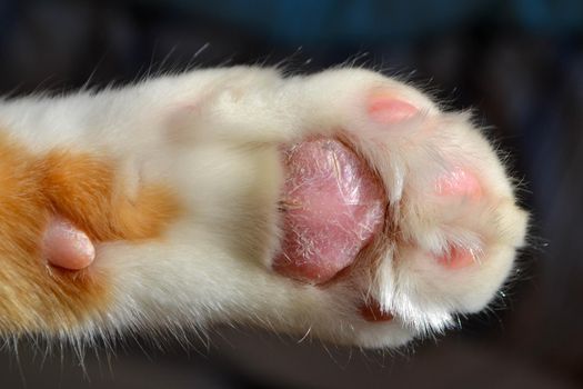 Cat paw close up. Domestic pet resting. Soft cat's foot. High quality photo