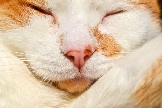 Red cat with white spots sleepy. The close up view of relax red cat. The red stripped kitten is playing on the floor. The macro photo of red kitty. High quality photo