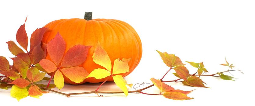 Orange pumpkin with seasonal leaves isolated over white background. Thanksgiving, Halloween autumnal or fall banner