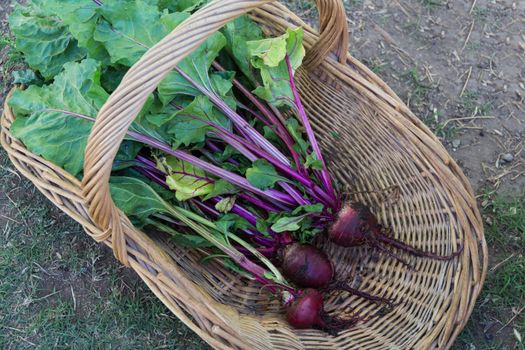 harvest of organic beets in a basket in the garden