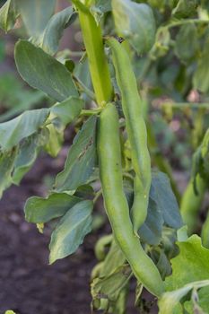 green broad bean pods on the vegetable garden plant