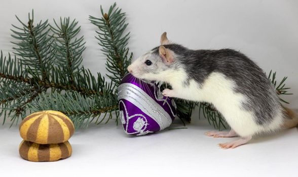 New Year concept. Cute white domestic rat in a New Year's decor. Symbol of the year 2020 is a rat. animal