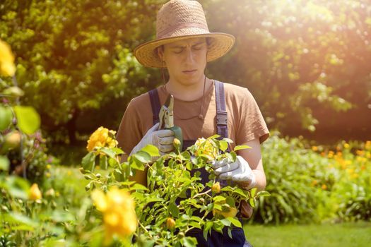 A young man with hands in gloves is trimming bushes of roses in his garden with a secateur. A professional gardener is cutting roses with a garden pruner.