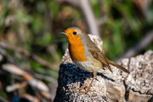 robin resting on a branch in search of food