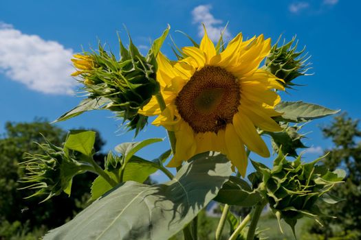 Sunflower against the blue sky.