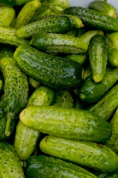 Close up of lots of fresh small cucumbers. Selective focus.